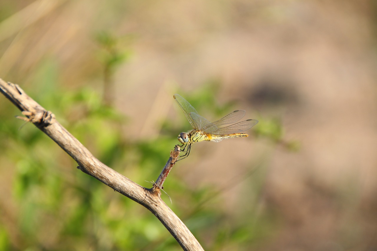 dragonfly insect demoiselle free photo