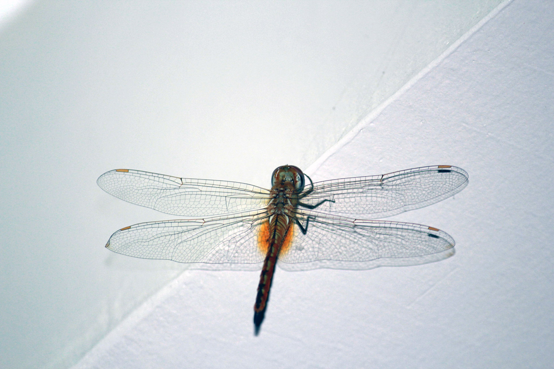 dragonfly fly animals free photo