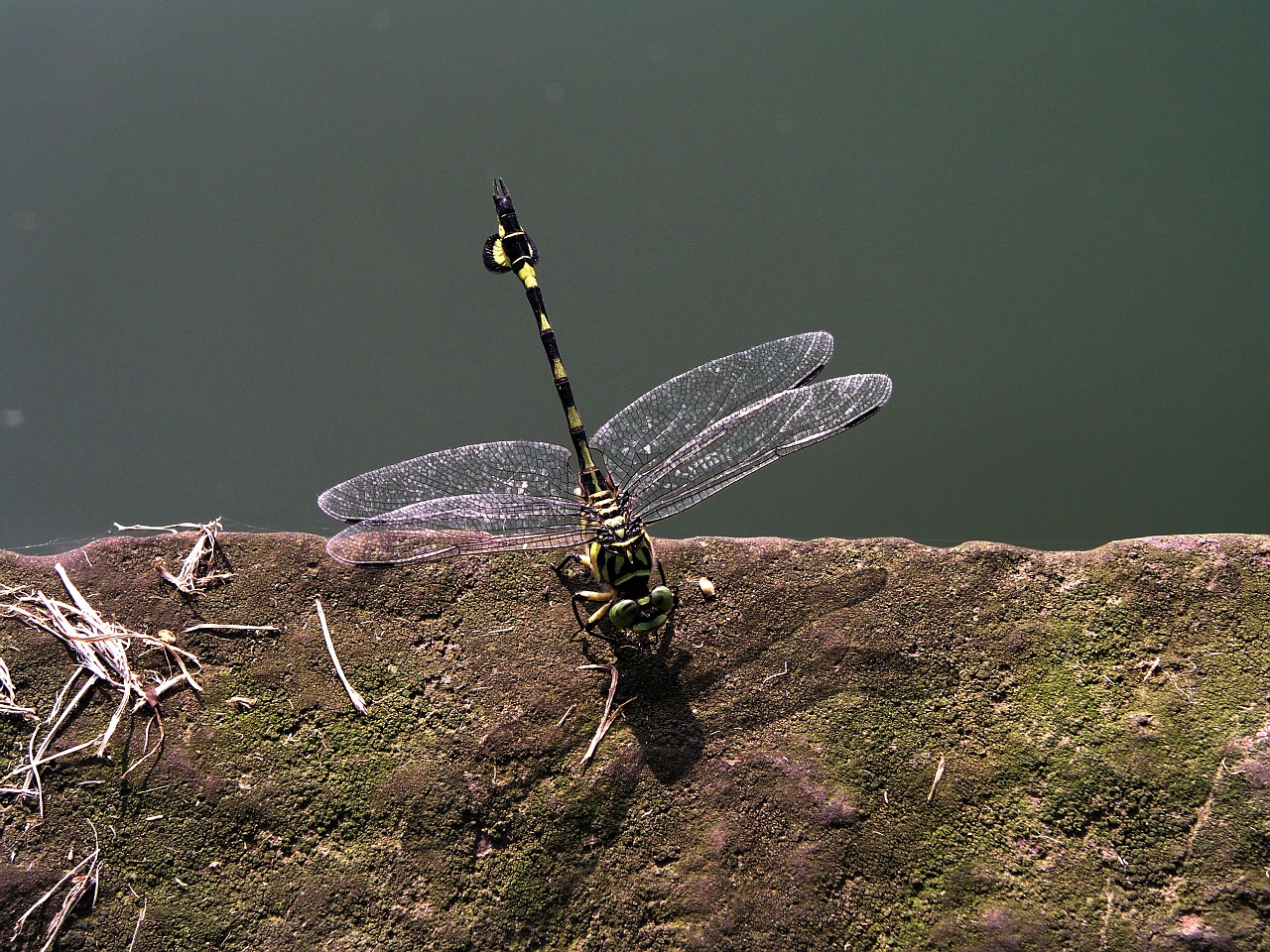dragonfly china transparent free photo