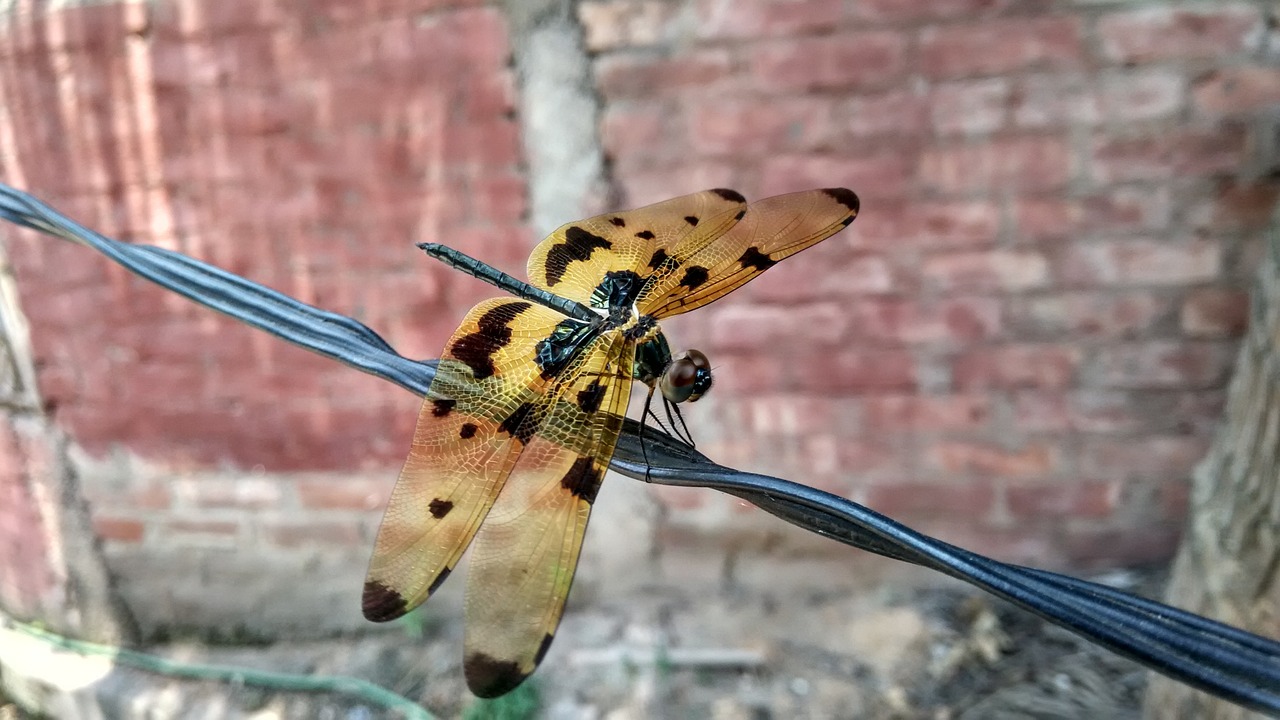 dragonfly insect nature free photo