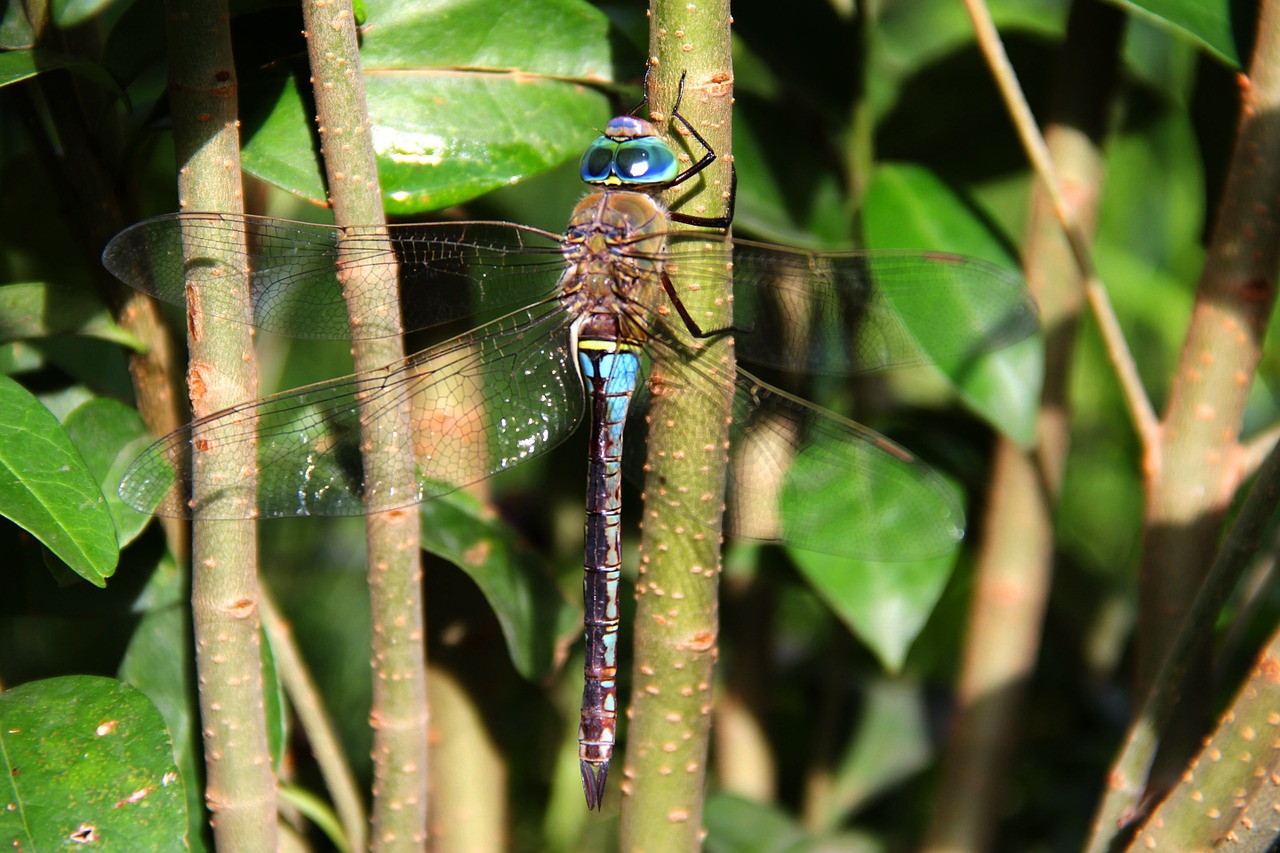 dragonfly animals insect free photo