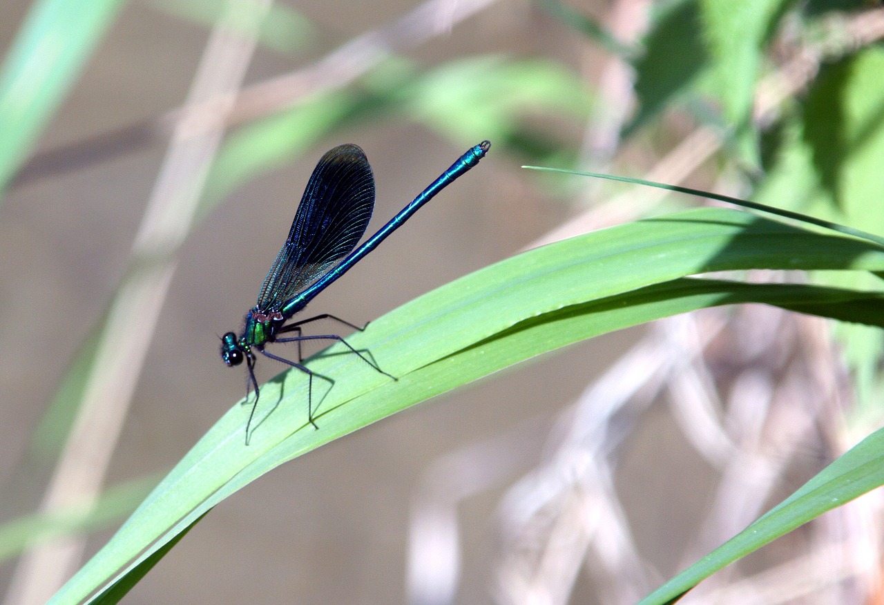 dragonfly wings insect free photo