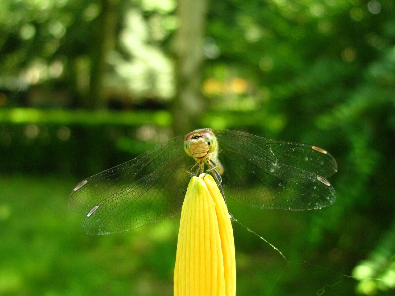 dragonfly insects insect free photo