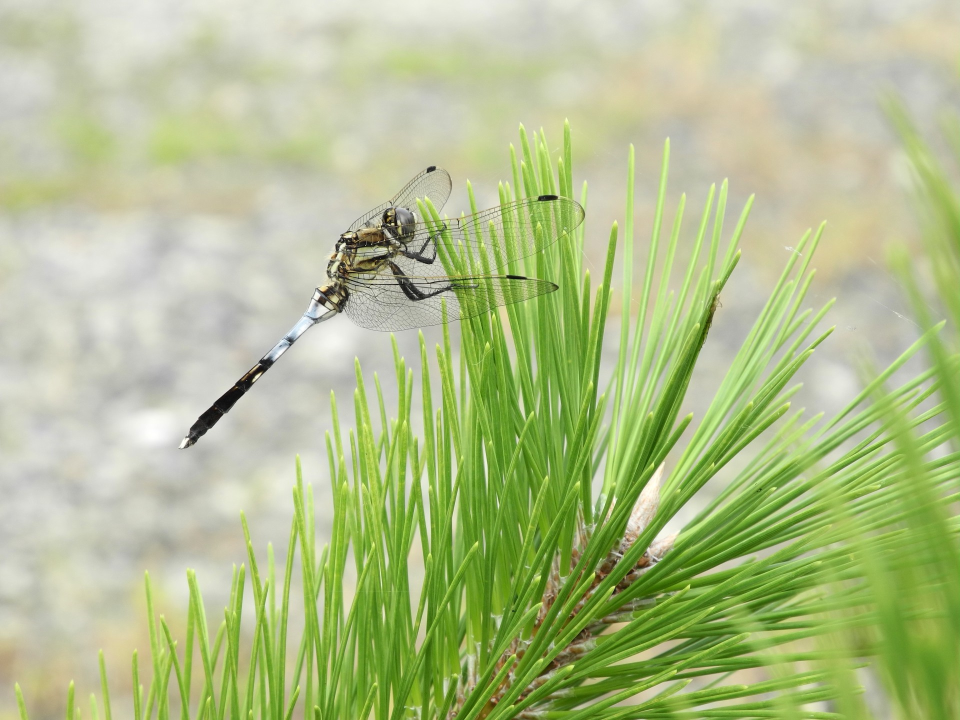 dragonfly japan dragonfly free photo