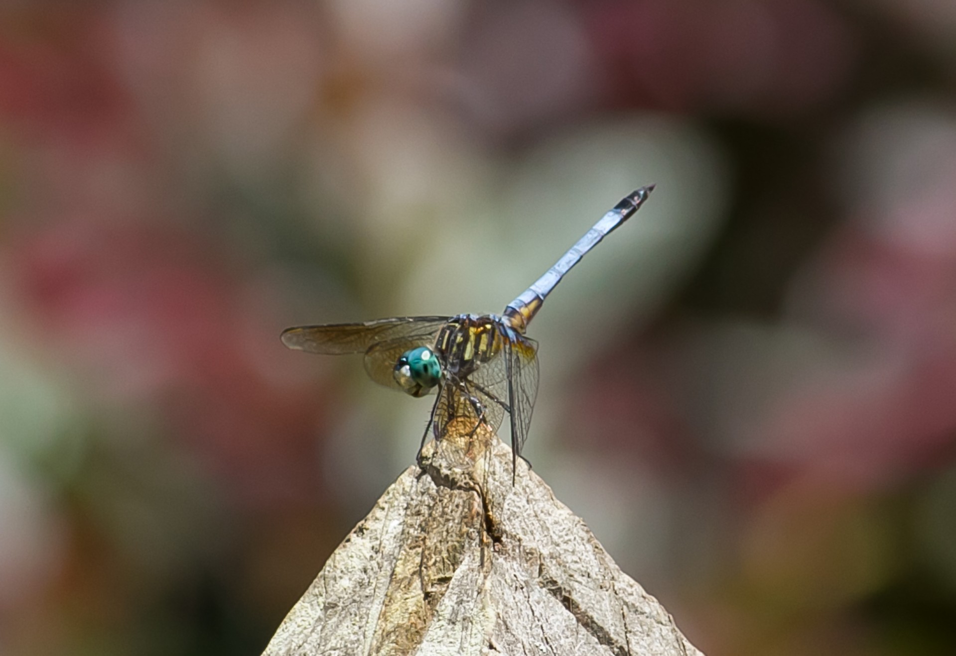 dragonfly insect wildlife free photo