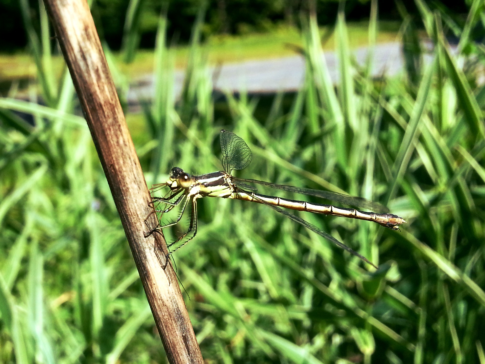 dragonfly insect nature free photo