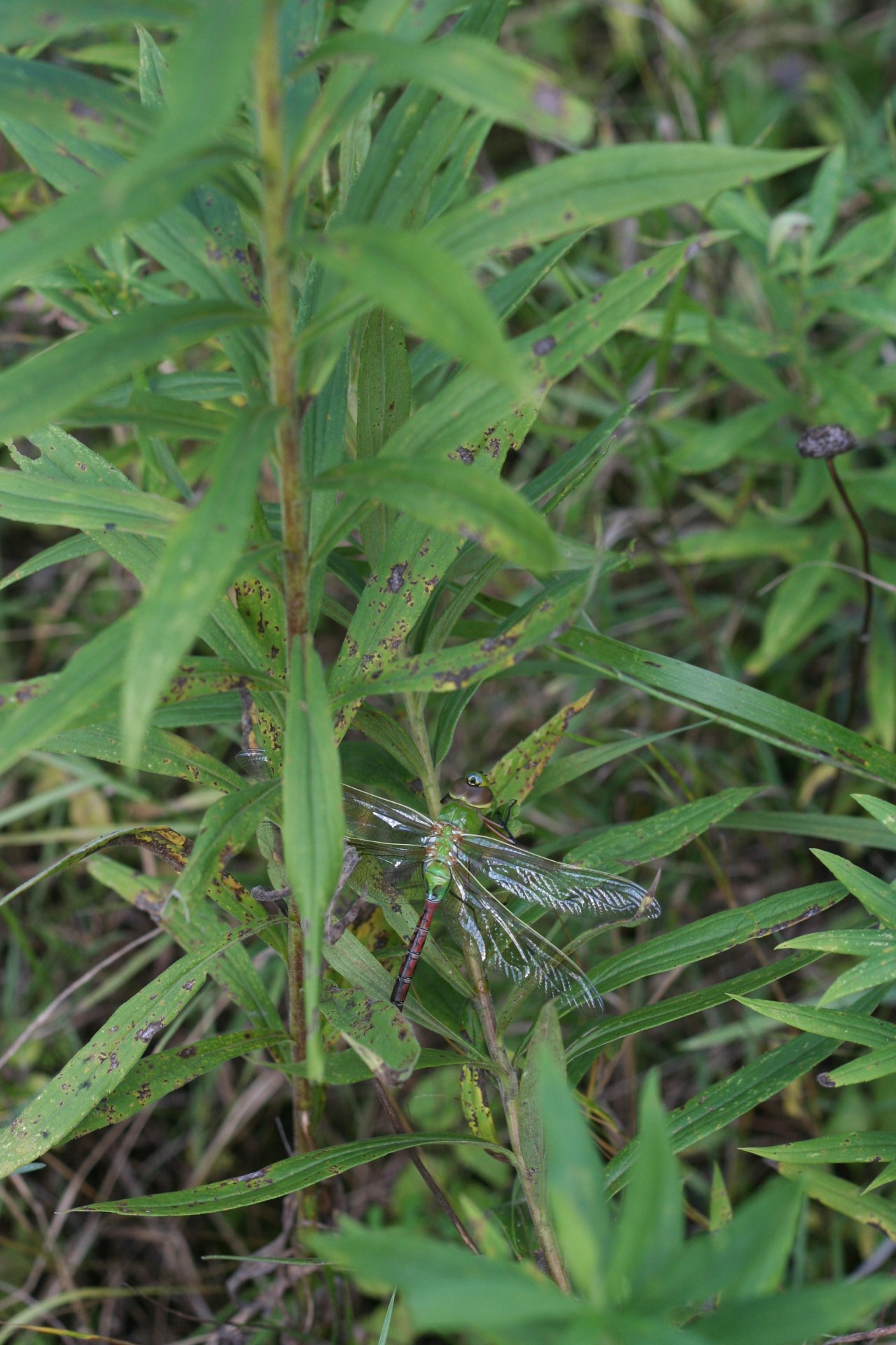 dragonfly green plants free photo