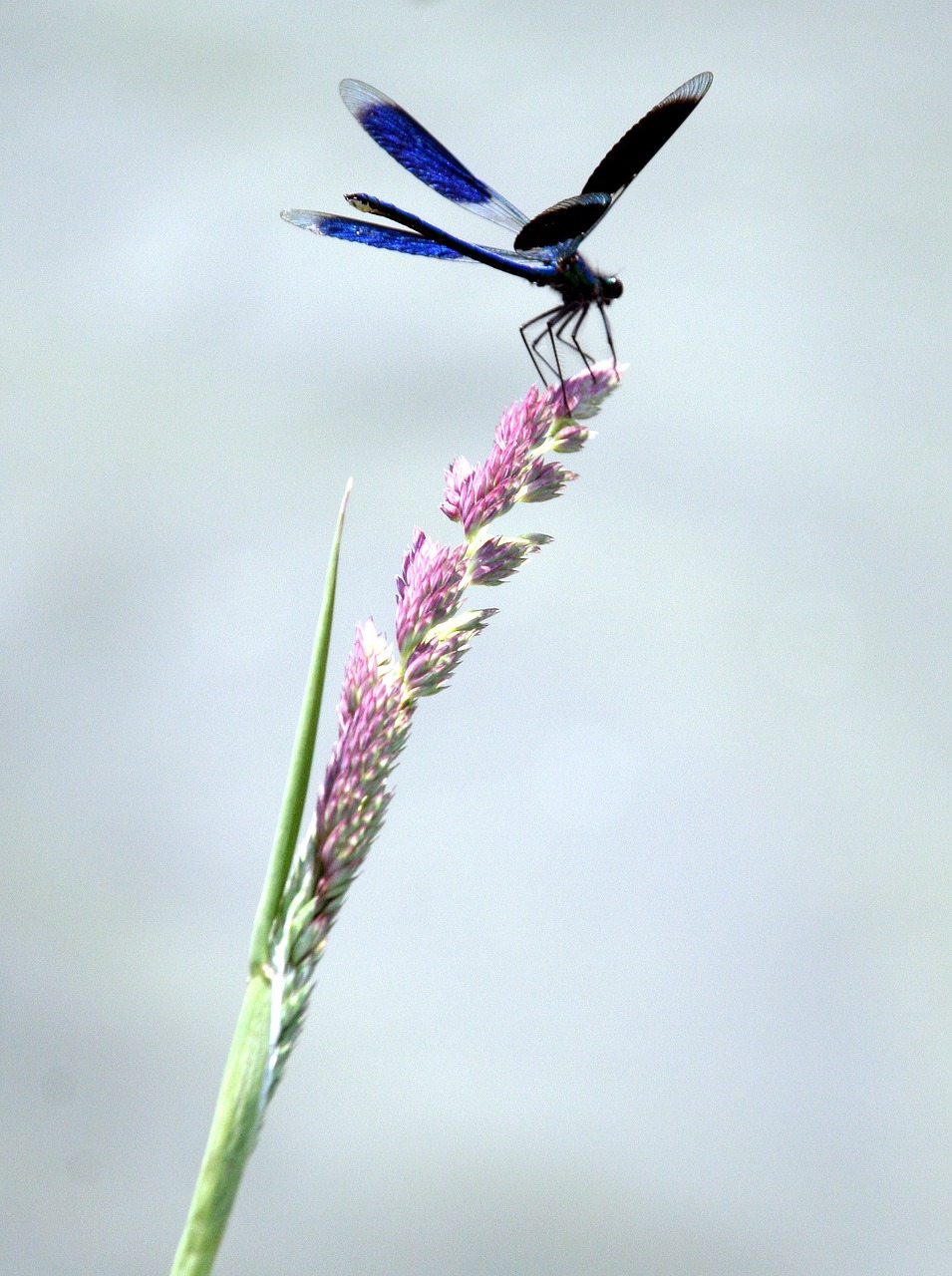 dragonfly grass water free photo