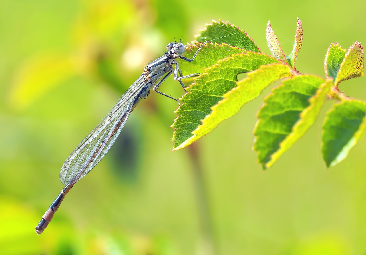 insect nature live free photo