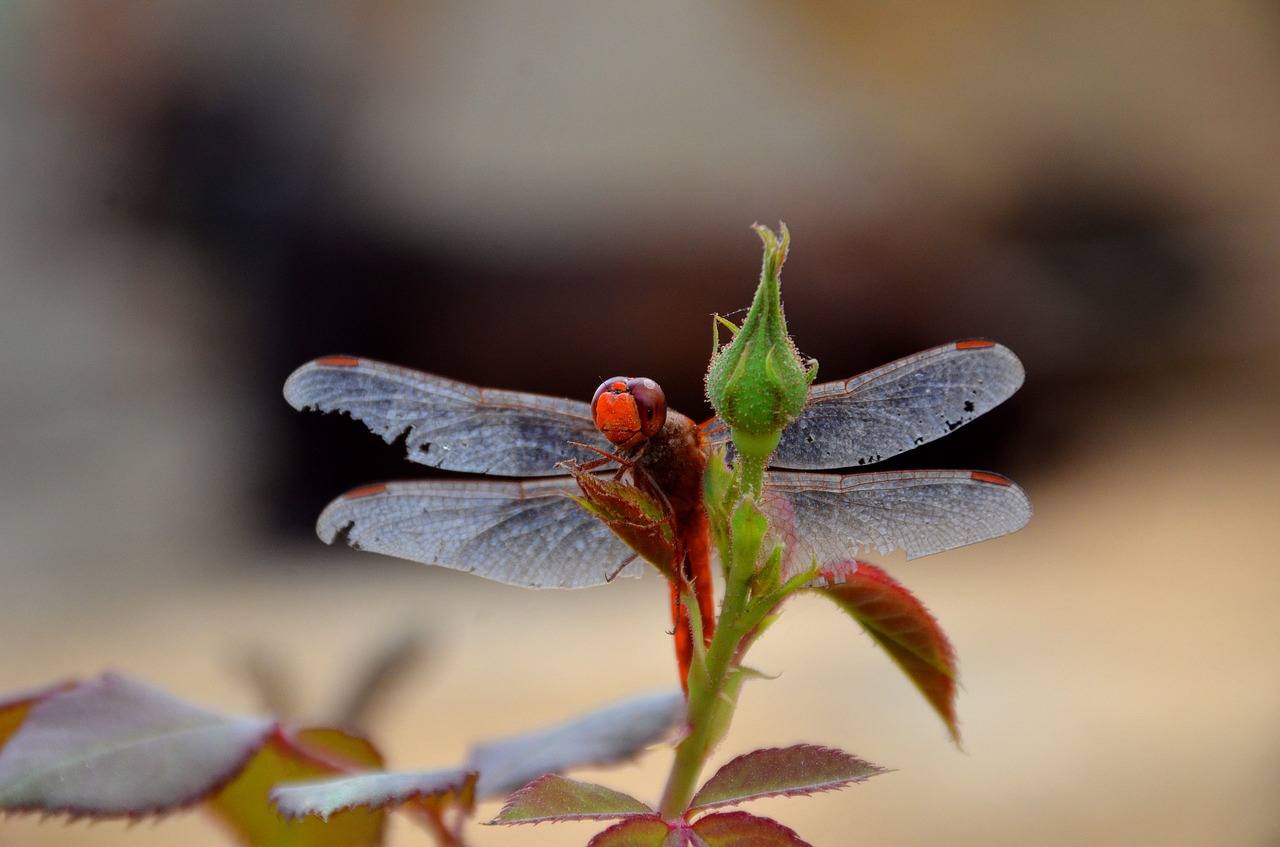 dragonfly flower nature free photo