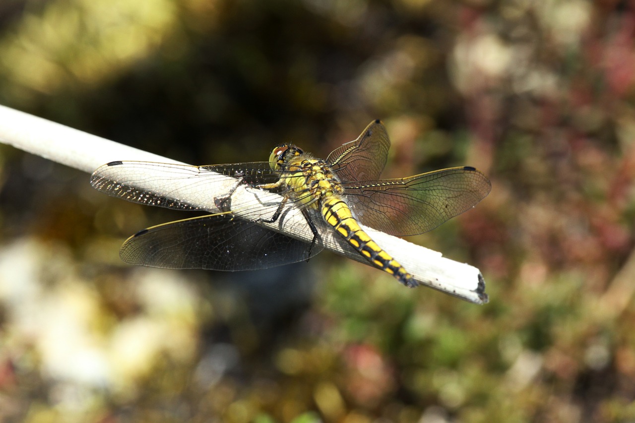 dragonfly insect nature free photo