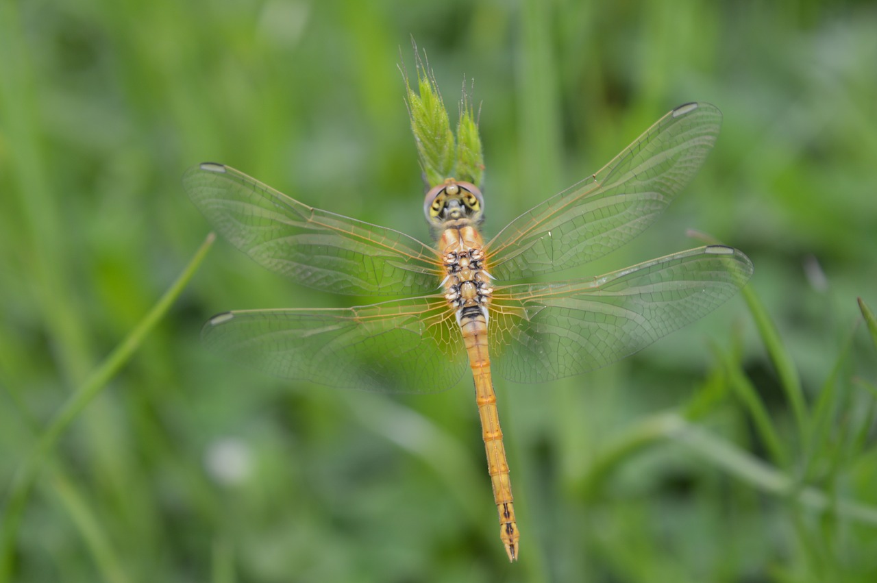 dragonfly yellow closeup free photo