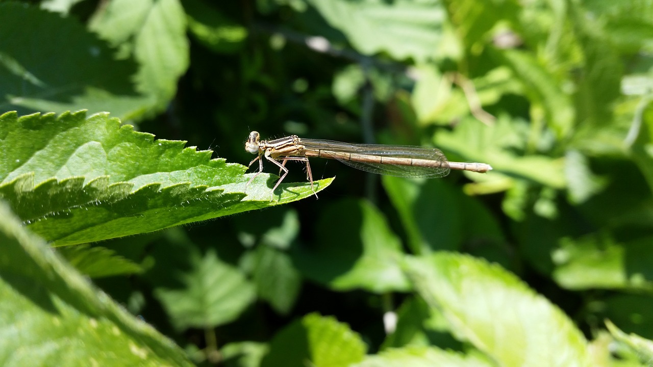 dragonfly young animal blue arrow free photo