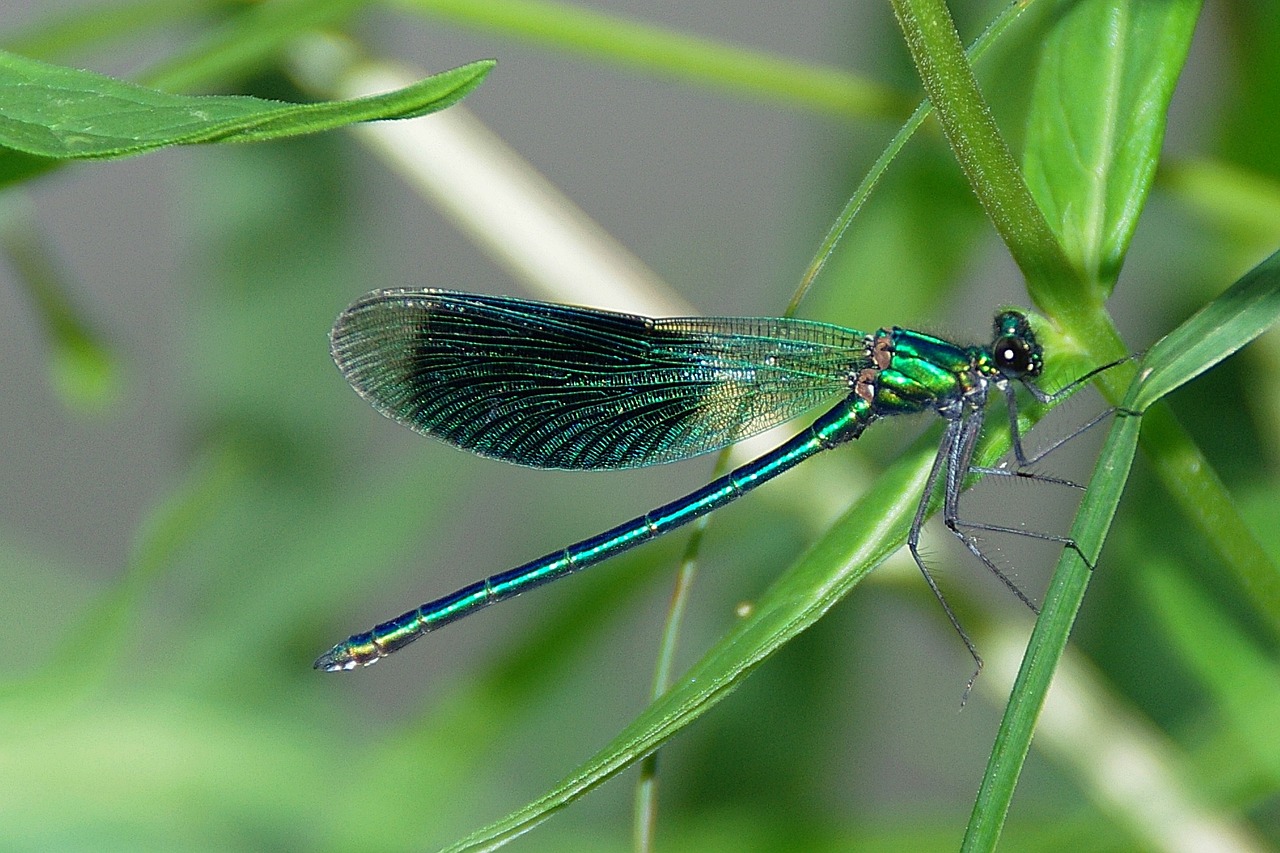 dragonfly demoiselle insect free photo