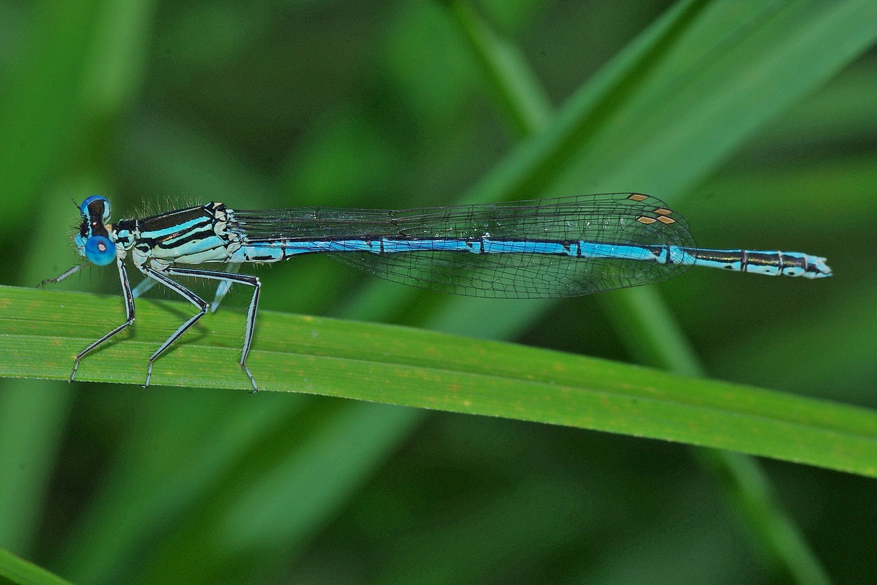 dragonfly insect macro free photo