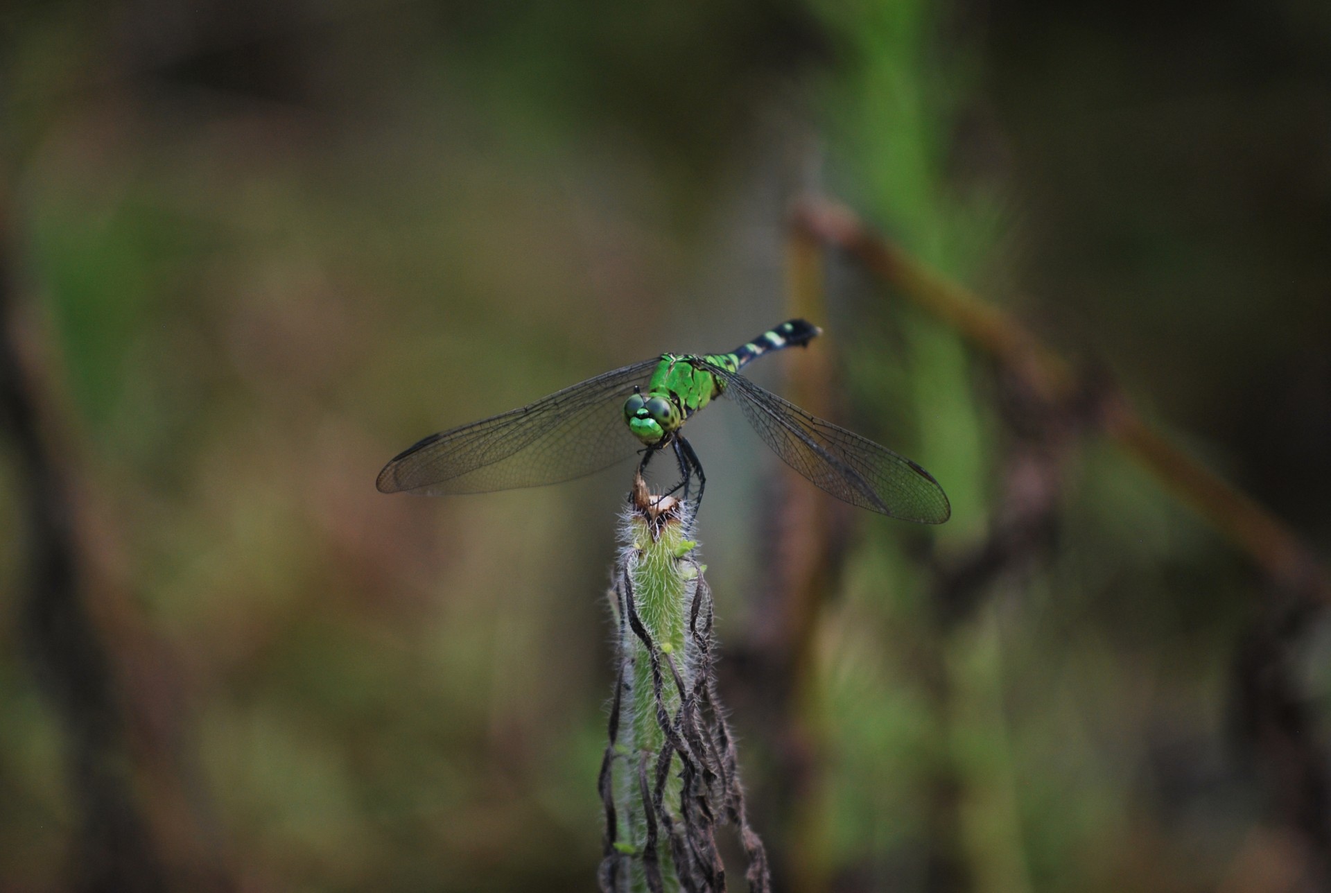 dragonfly plant nature free photo