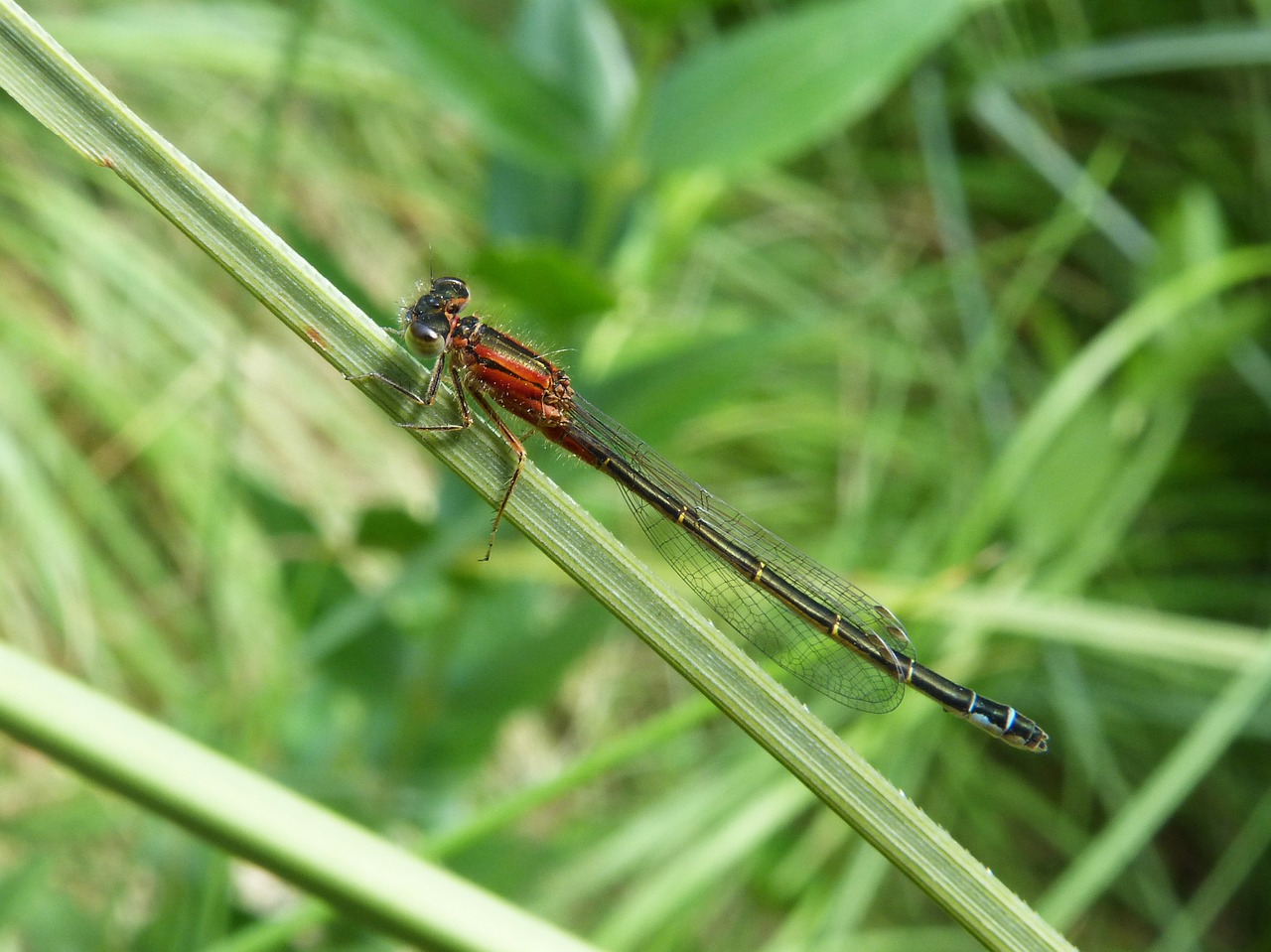 dragonfly red insect free photo