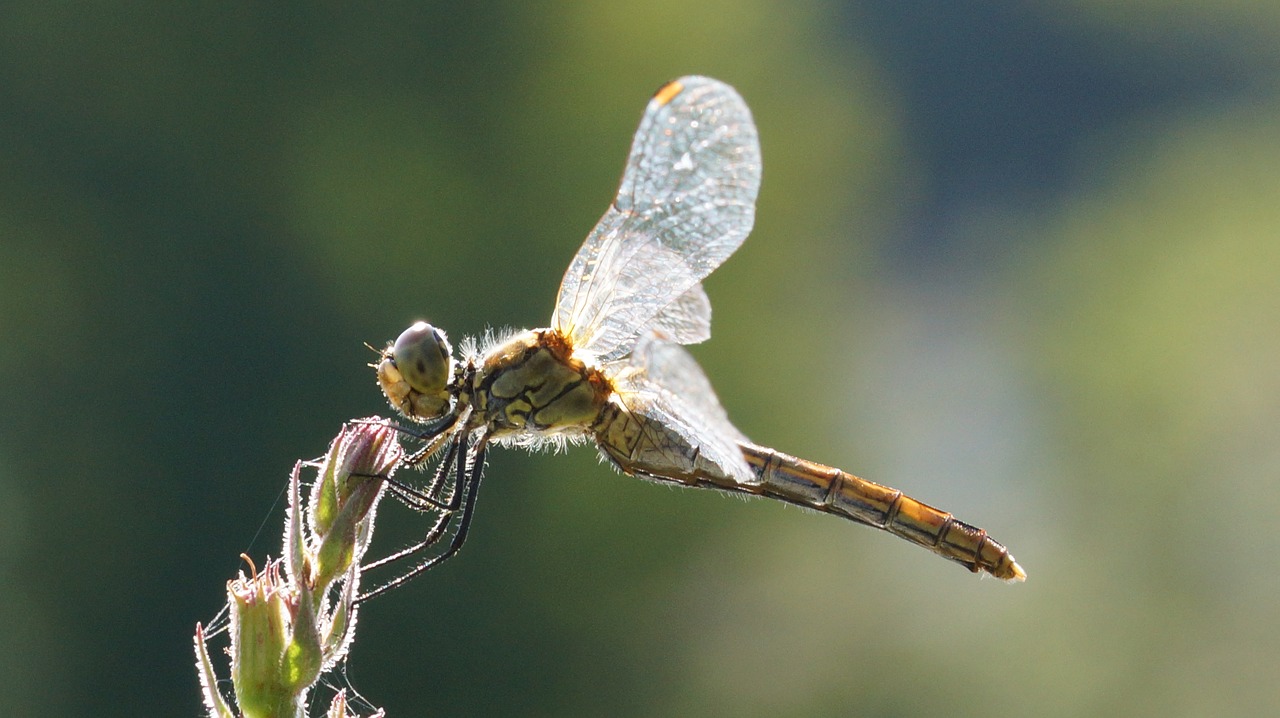 dragonfly on flower free photo