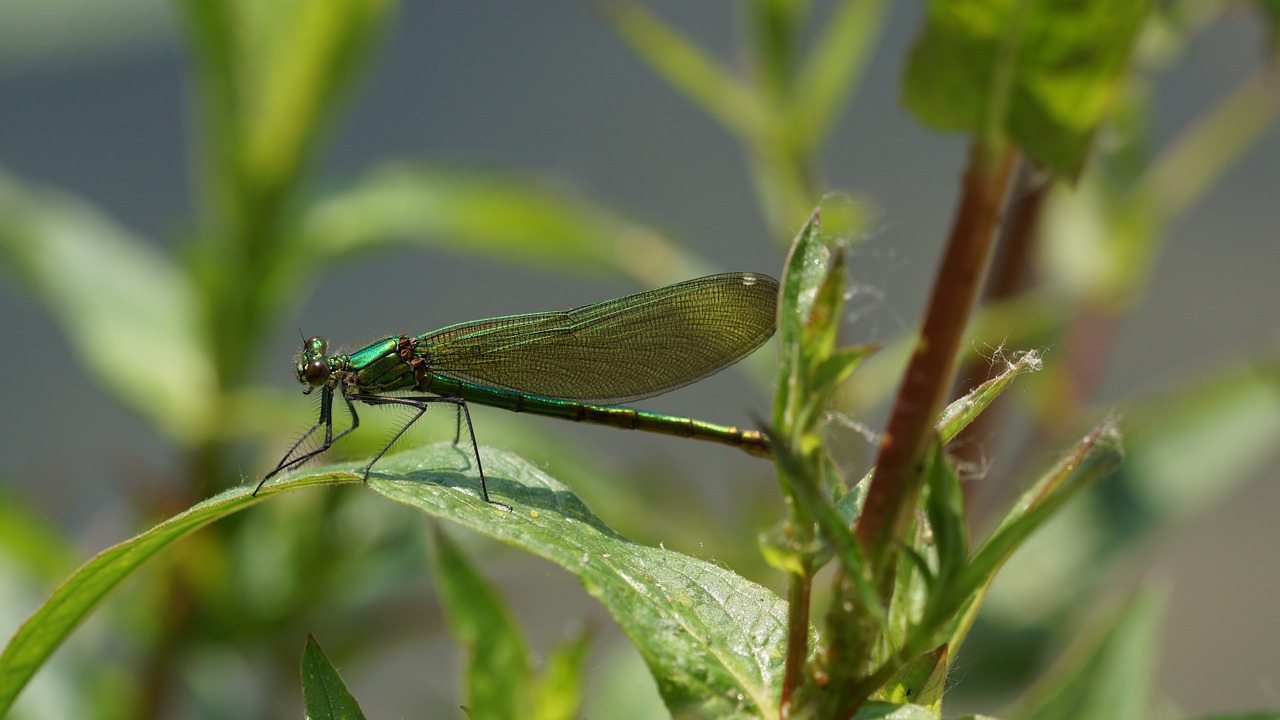 dragonfly green on leaf free photo