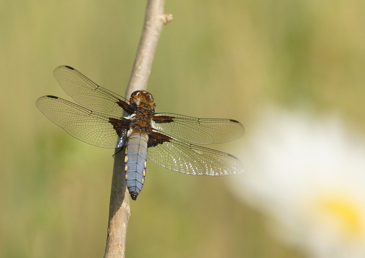 dragonfly černořitka daisy free photo