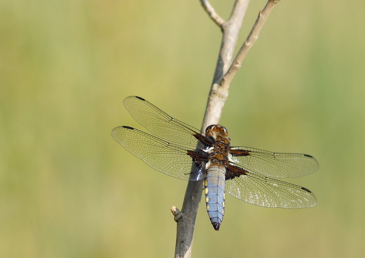 dragonfly černořitka nature free photo