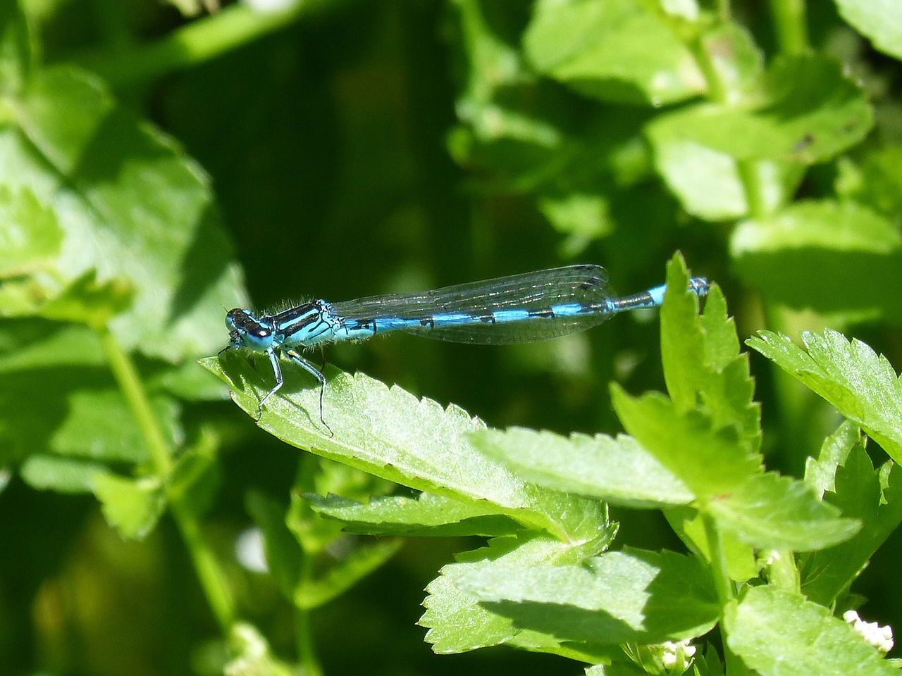 dragonfly blue dragonfly flying insect free photo