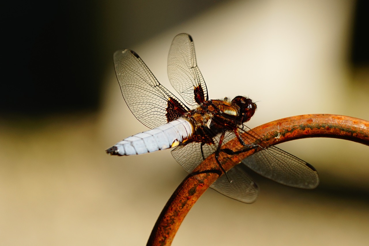 dragonfly wing close free photo