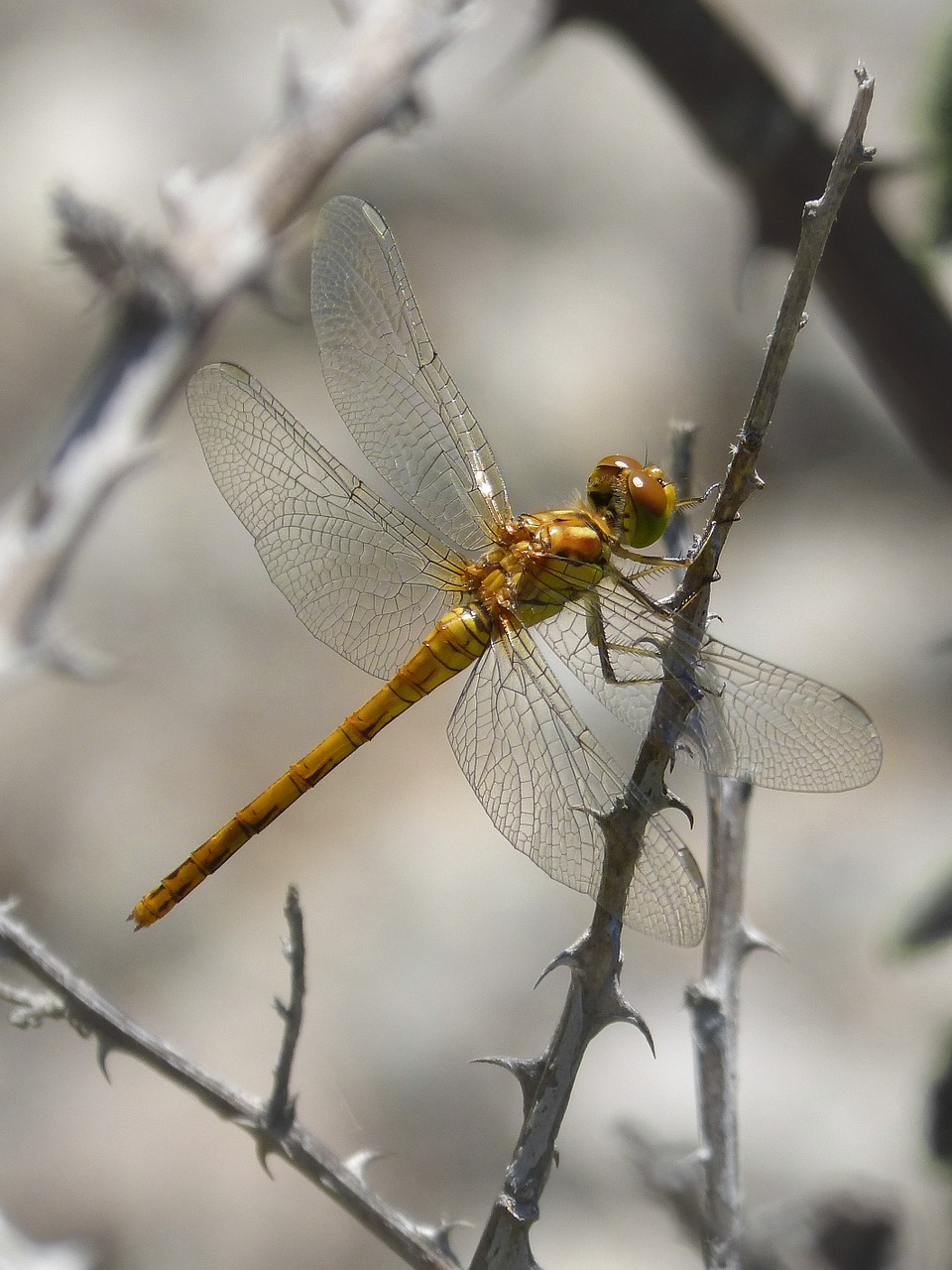 dragonfly golden dragonfly insect free photo