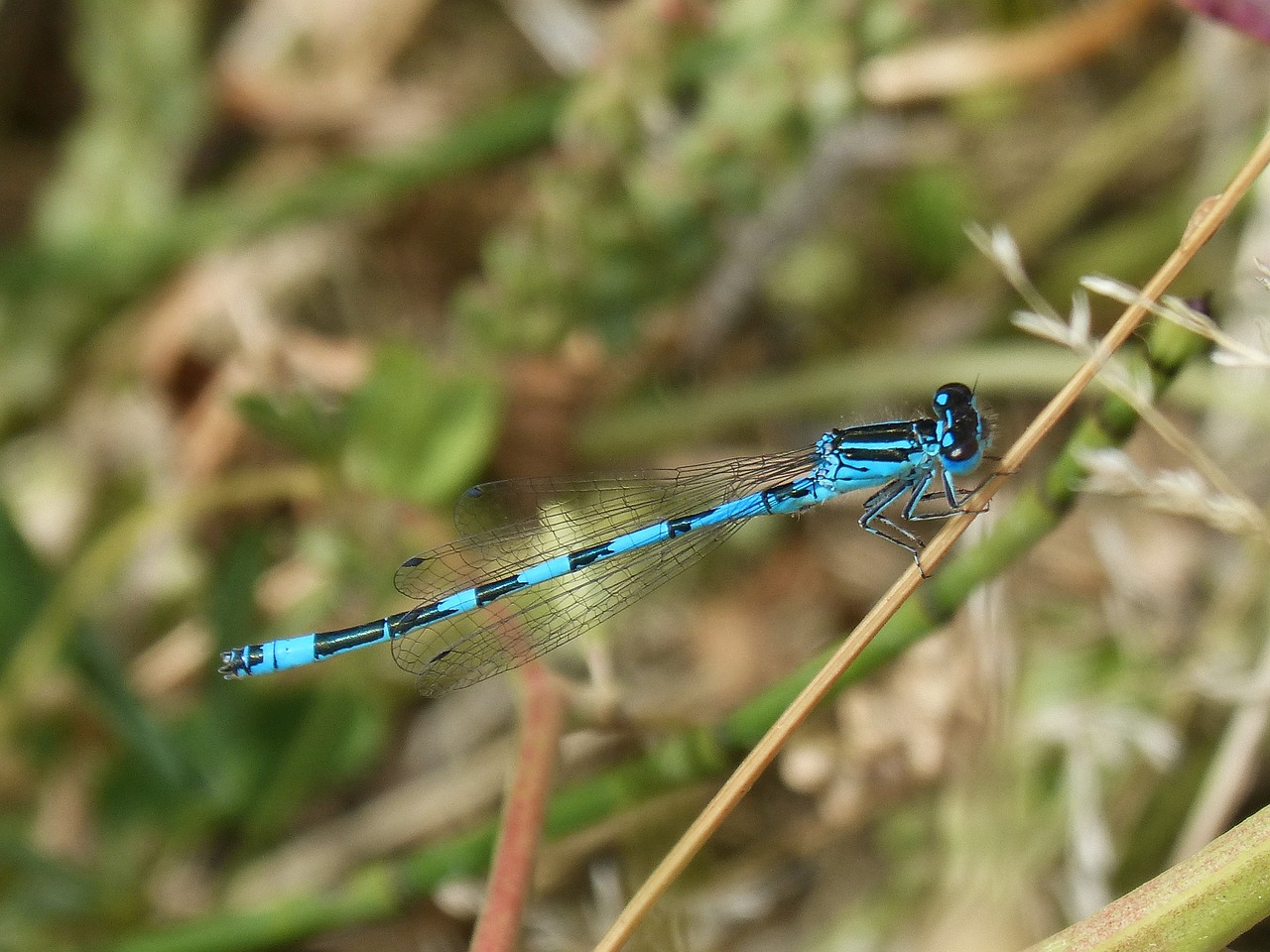 dragonfly winged insect detail free photo