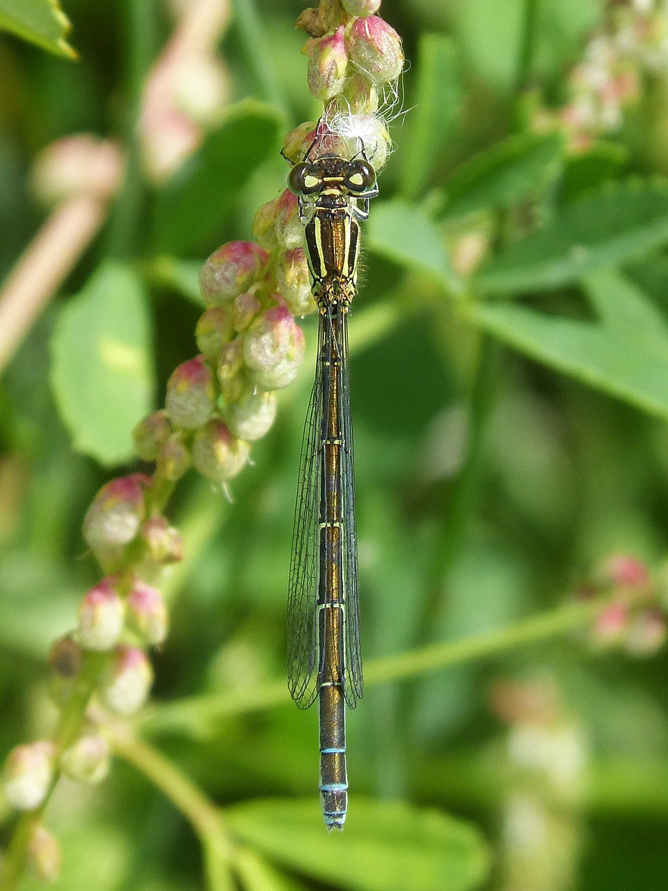 dragonfly winged insect detail free photo