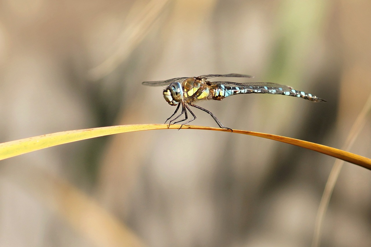 dragonfly male macro free photo