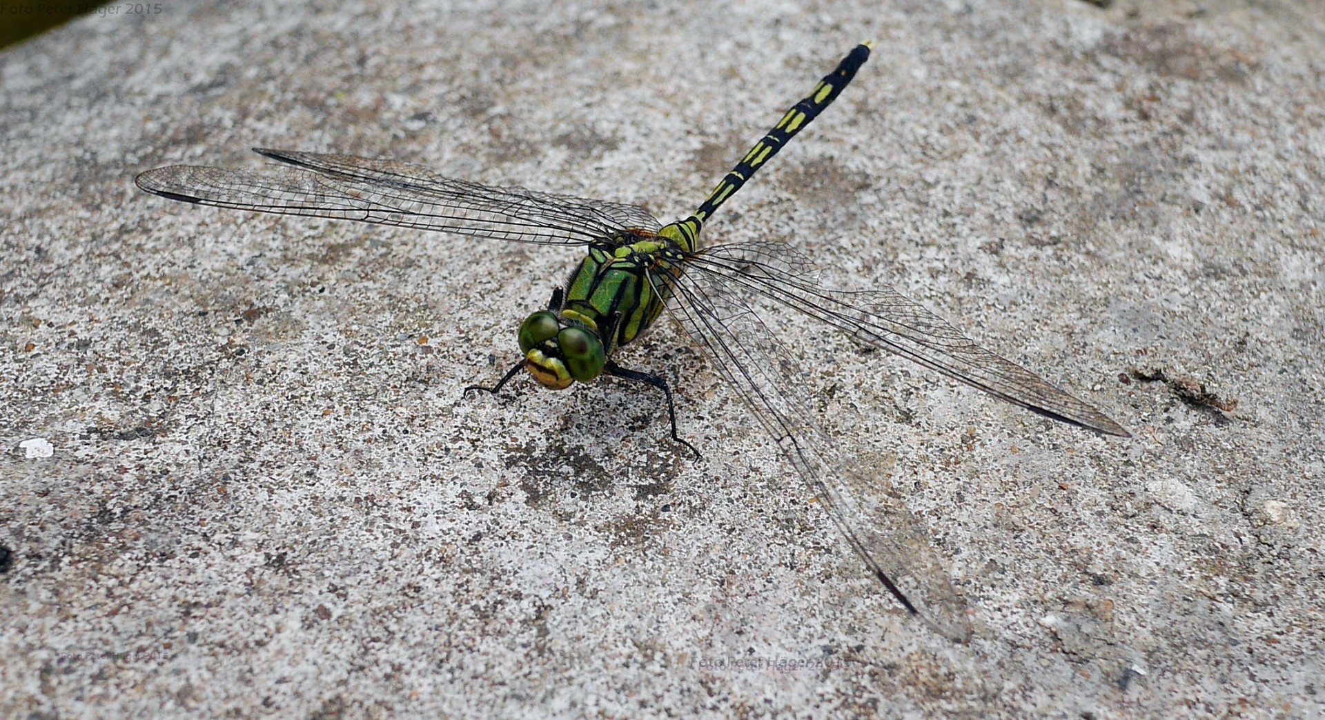 dragonfly dragonfly free pictures free photo