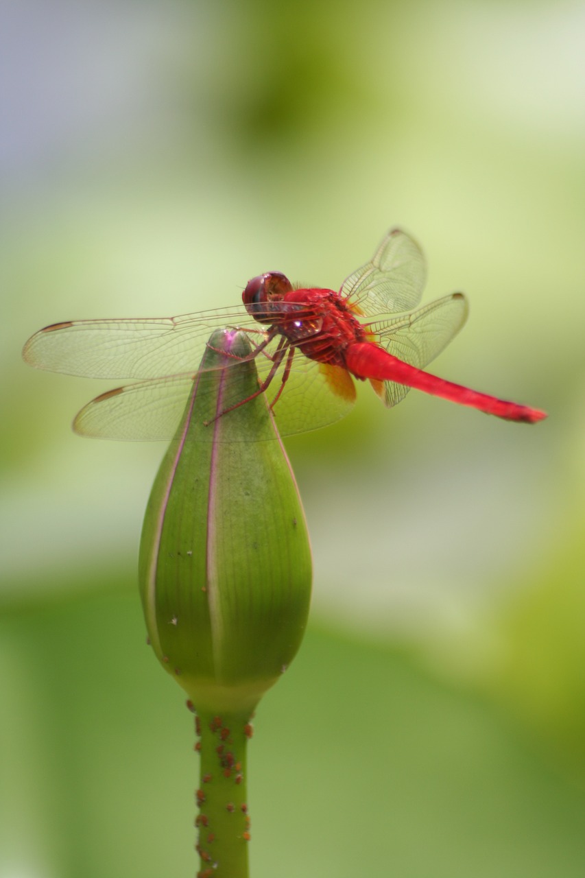 dragonfly wing close free photo