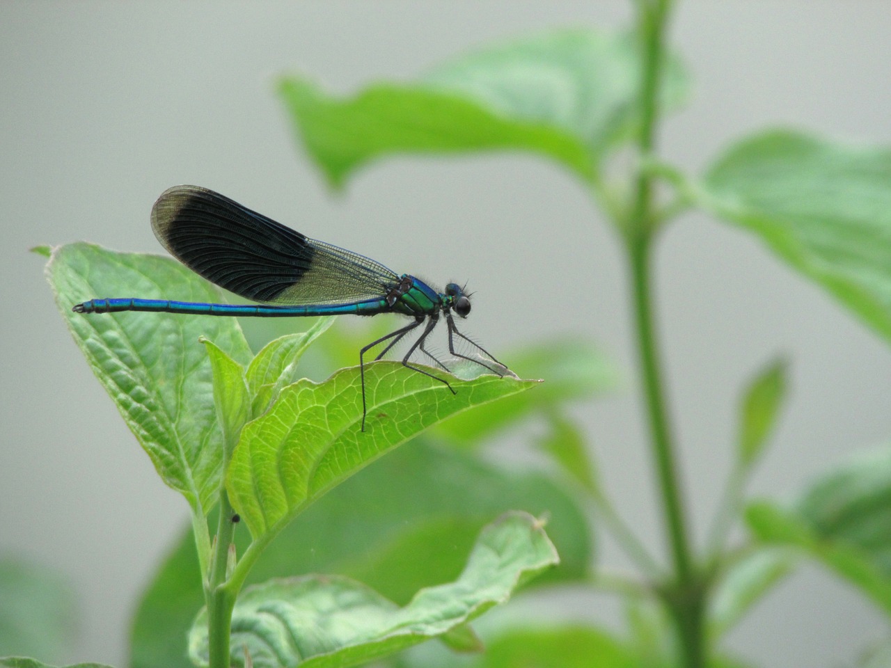 dragonfly insect animal free photo