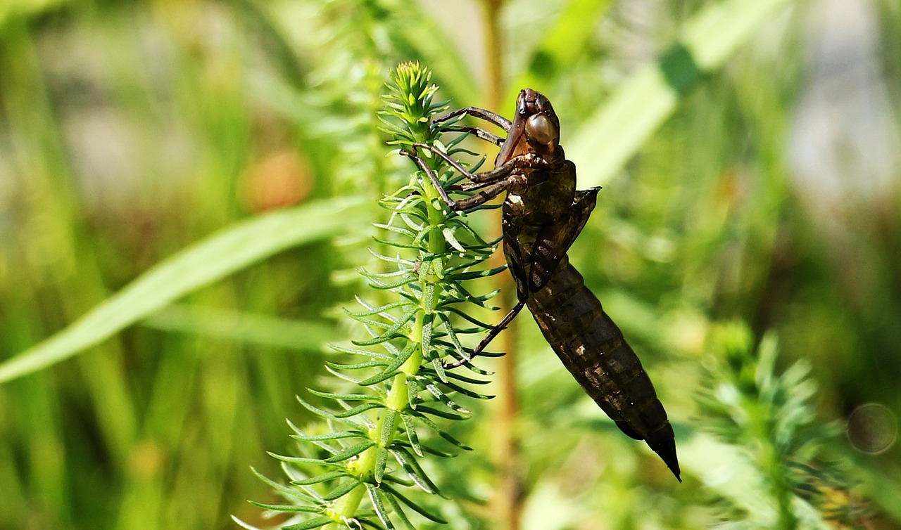 dragonfly dragonfly cocoon cocoon free photo