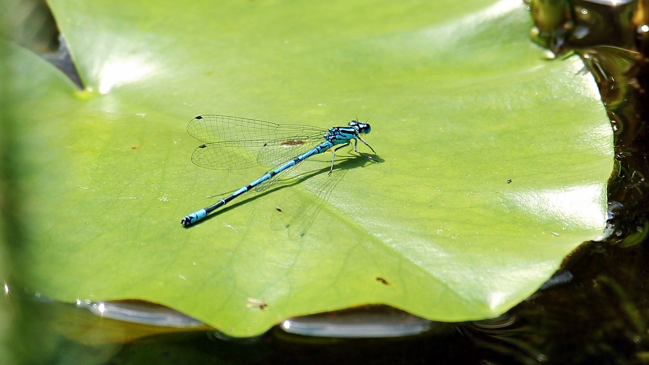 dragonfly blue blue dragonfly free photo