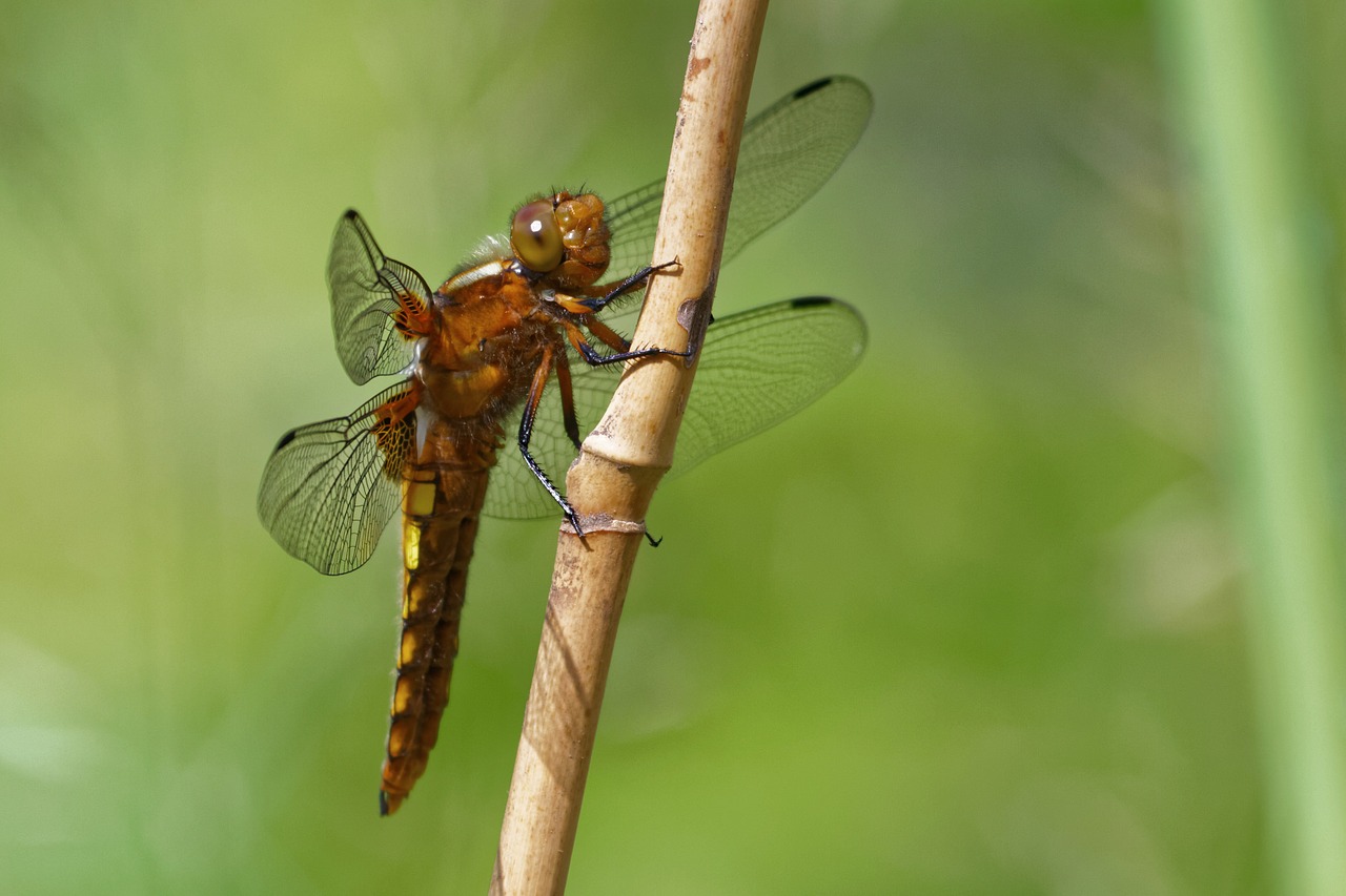 dragonfly dragonflies plattbauch free photo