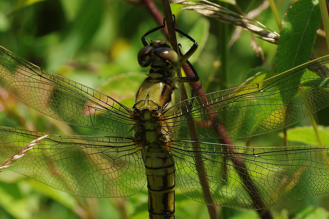 dragonfly yellow yellow dragonfly free photo