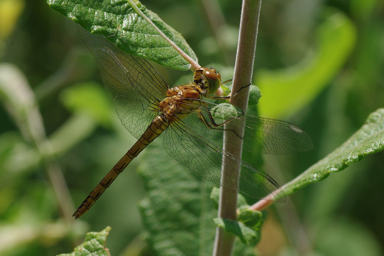 dragonfly yellow yellow dragonfly free photo