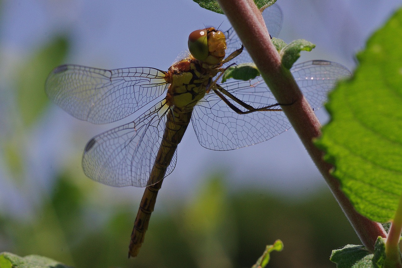 dragonfly yellow yellow dragonfly free photo