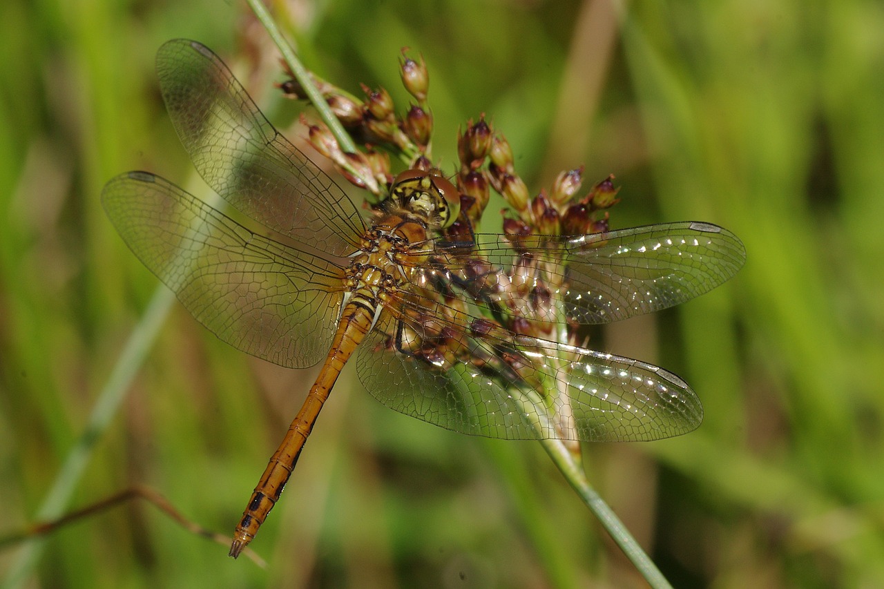 dragonfly yellow yellow dragonfly free photo