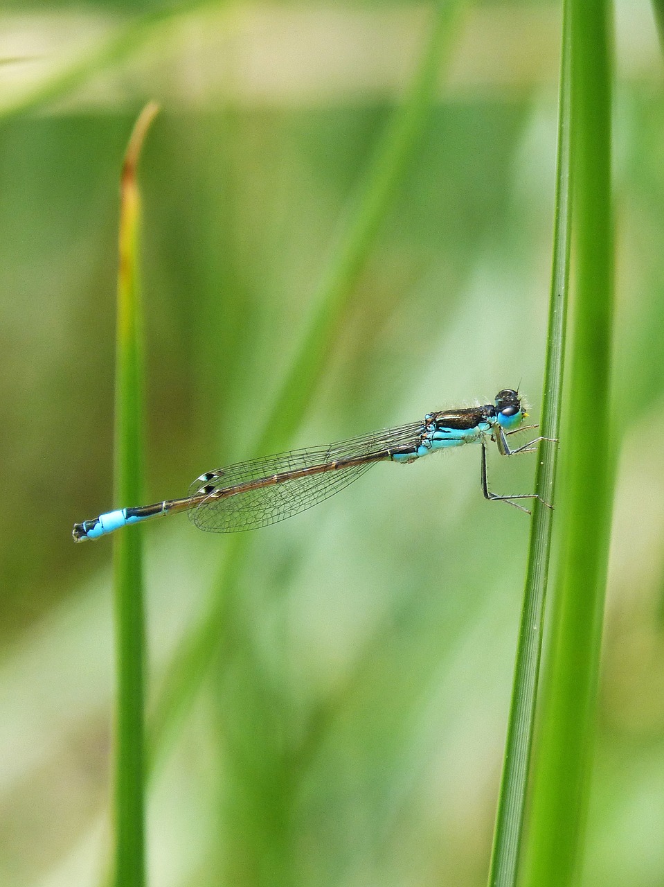 dragonfly blue dragonfly wetland free photo