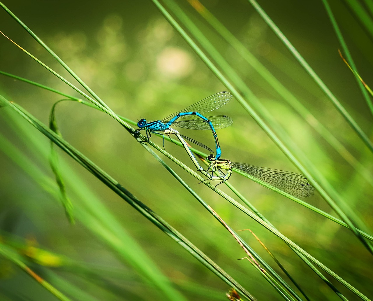 dragonfly pairing dragonflies mating free photo