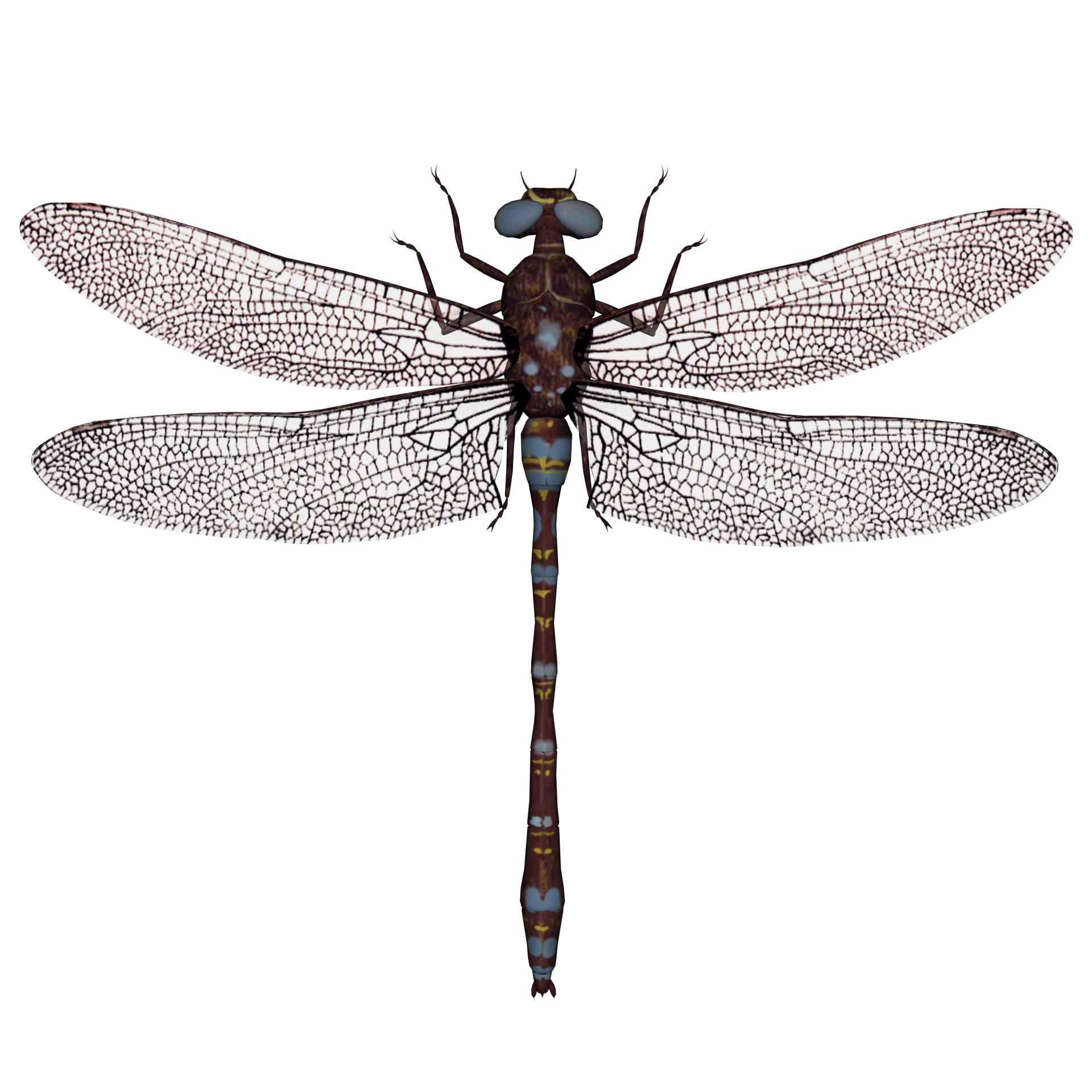 drawing dragonfly isolated free photo