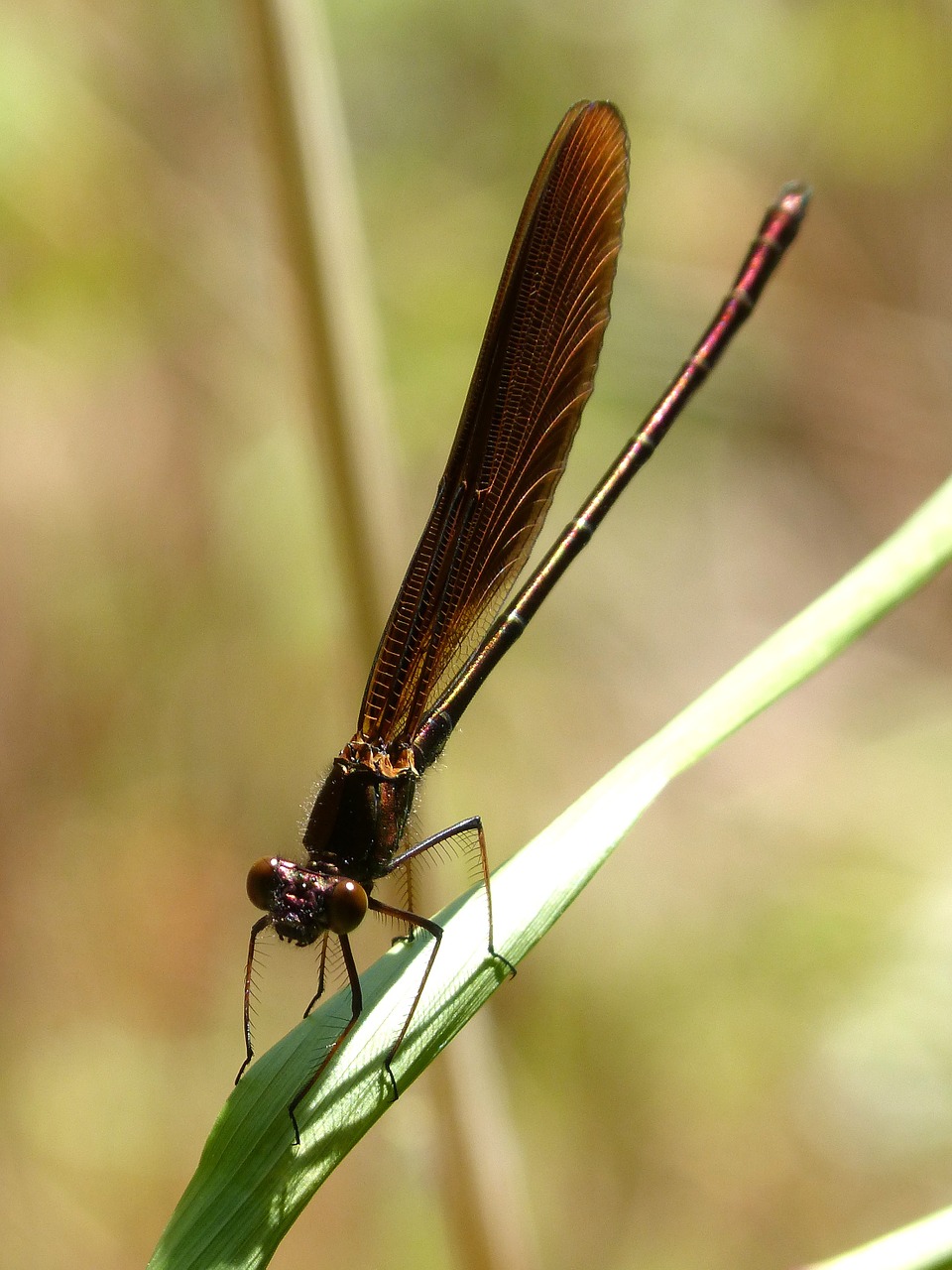 dragonfly black dragonfly winged insect free photo