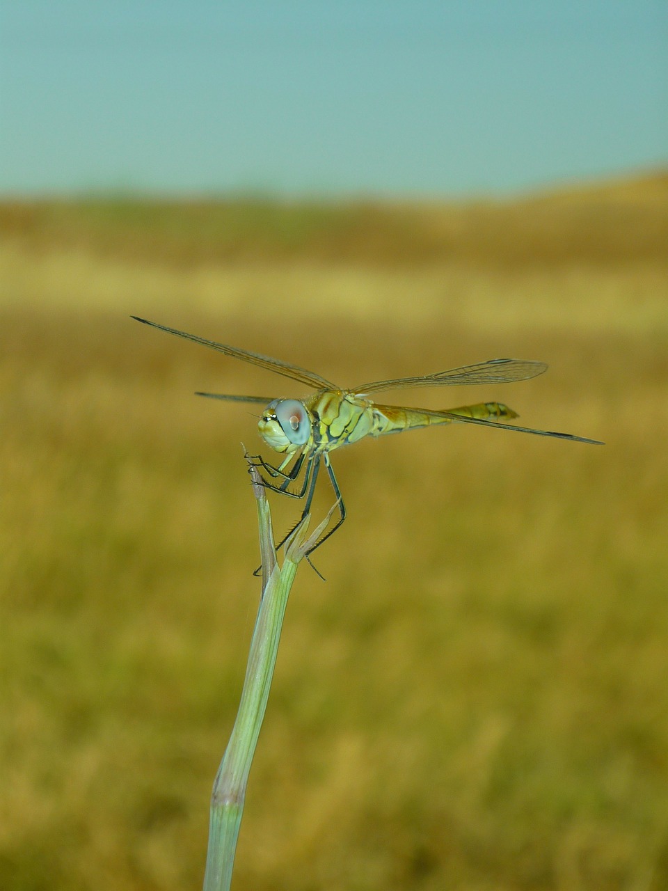 dragonfly sympetrum insect free photo