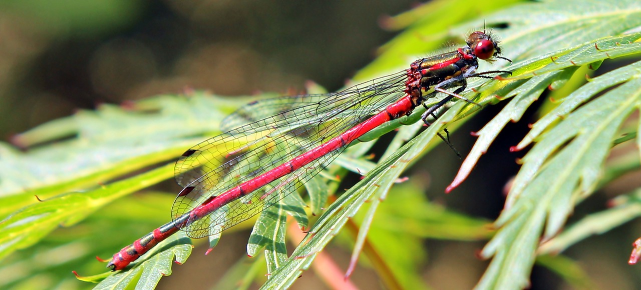 dragonfly red insect free photo