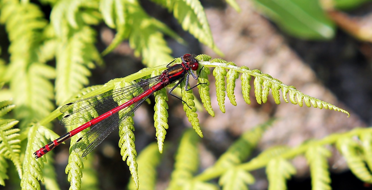 dragonfly red insect free photo