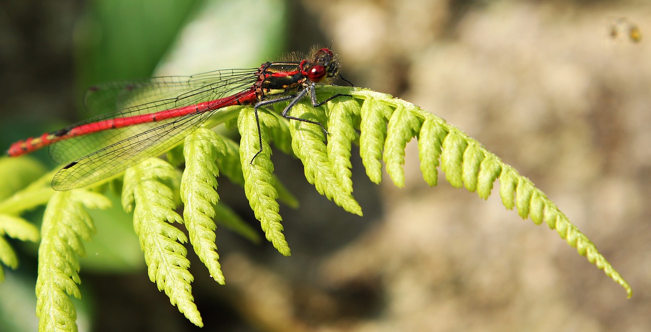 dragonfly red insect free photo