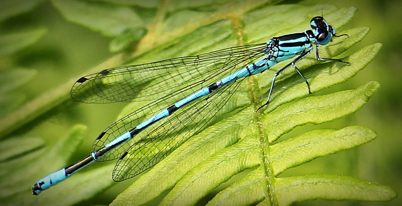 dragonfly blue insect free photo